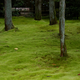 Illustration for article titled Replace Your Water-Wasting Lawn With These Alternatives